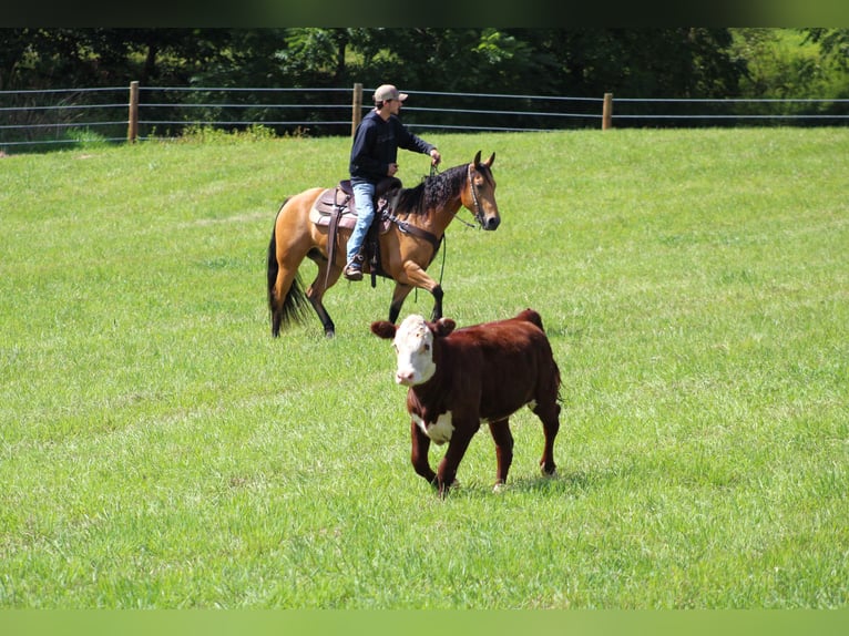 American Quarter Horse Castrone 6 Anni 150 cm Pelle di daino in Clarion, PA