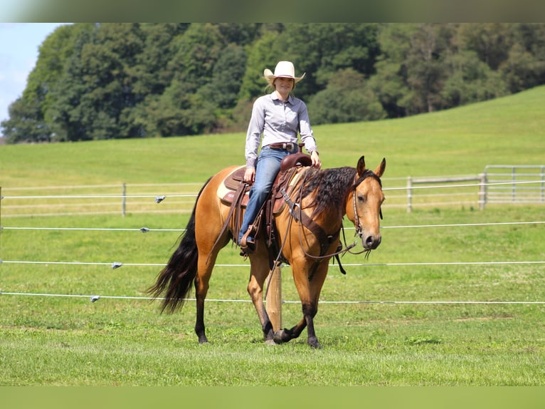 American Quarter Horse Castrone 6 Anni 150 cm Pelle di daino in Clarion, PA