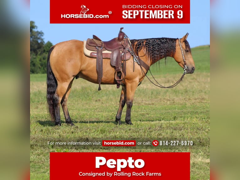 American Quarter Horse Castrone 6 Anni 150 cm Pelle di daino in Clarion, PA