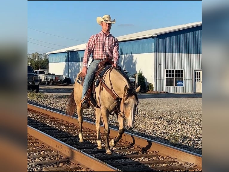 American Quarter Horse Castrone 6 Anni 150 cm Pelle di daino in Henderson