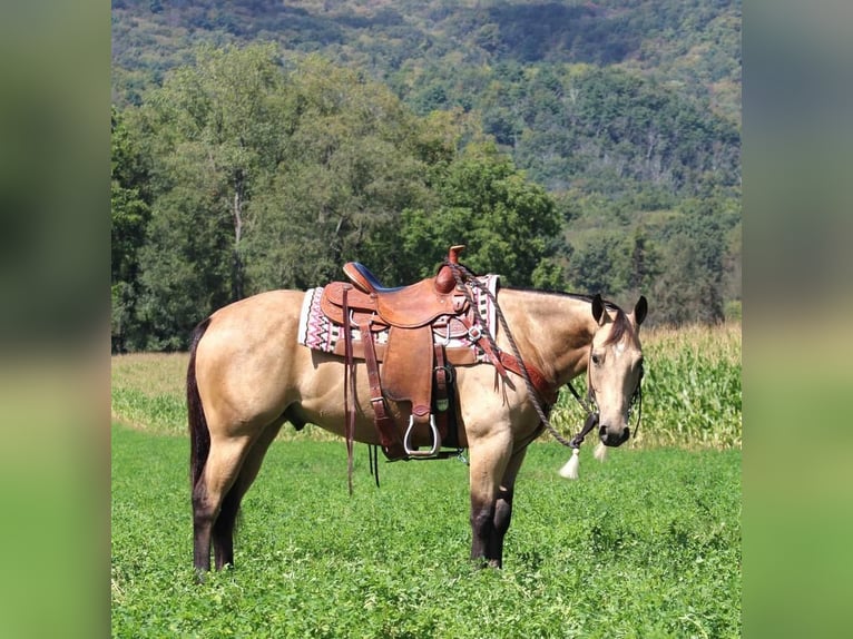 American Quarter Horse Castrone 6 Anni 150 cm Pelle di daino in Rebersburg, PA