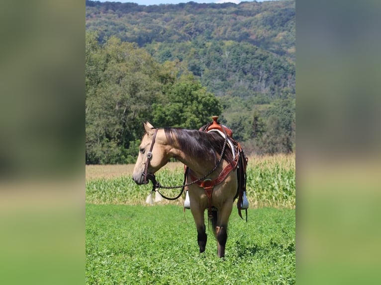 American Quarter Horse Castrone 6 Anni 150 cm Pelle di daino in Rebersburg, PA