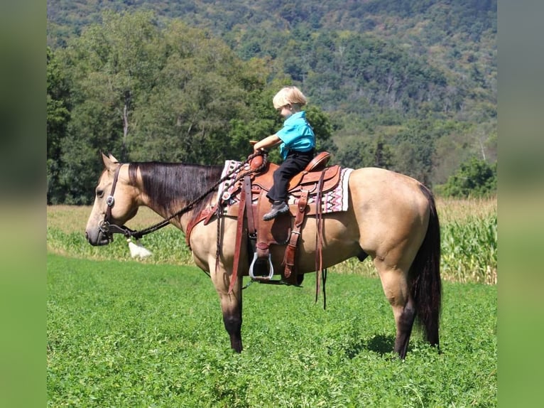 American Quarter Horse Castrone 6 Anni 150 cm Pelle di daino in Rebersburg, PA