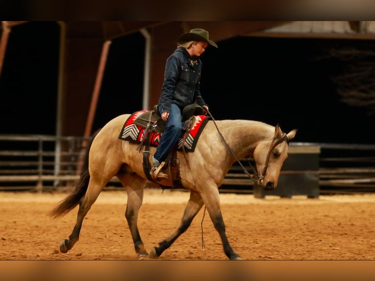 American Quarter Horse Castrone 6 Anni 150 cm Pelle di daino in Quitman