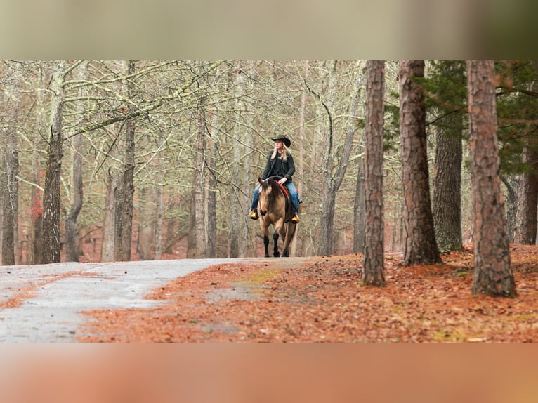 American Quarter Horse Castrone 6 Anni 150 cm Pelle di daino in Quitman