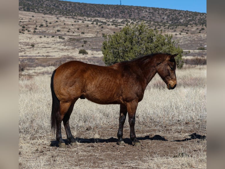 American Quarter Horse Castrone 6 Anni 150 cm Pelle di daino in Camp Verde, AZ