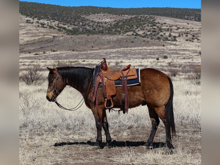 American Quarter Horse Castrone 6 Anni 150 cm Pelle di daino in Camp Verde, AZ