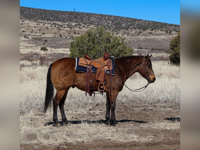 American Quarter Horse Castrone 6 Anni 150 cm Pelle di daino in Camp Verde, AZ