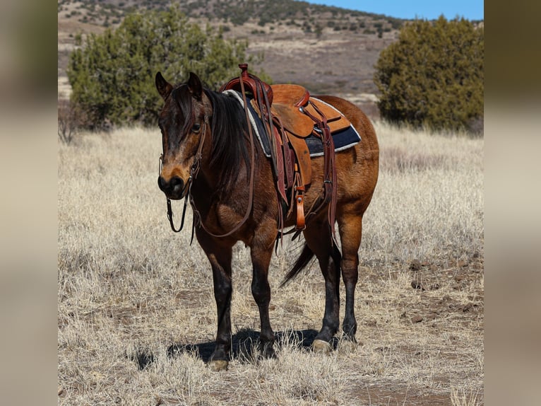 American Quarter Horse Castrone 6 Anni 150 cm Pelle di daino in Camp Verde, AZ