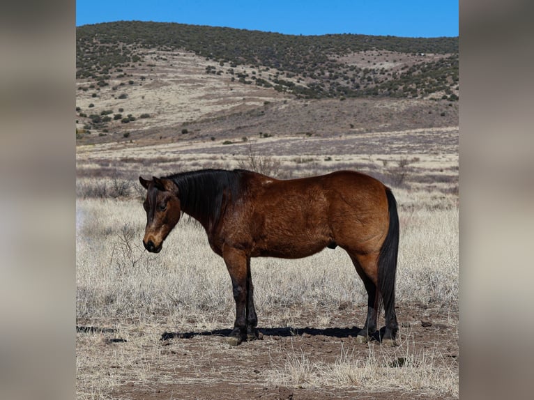 American Quarter Horse Castrone 6 Anni 150 cm Pelle di daino in Camp Verde, AZ