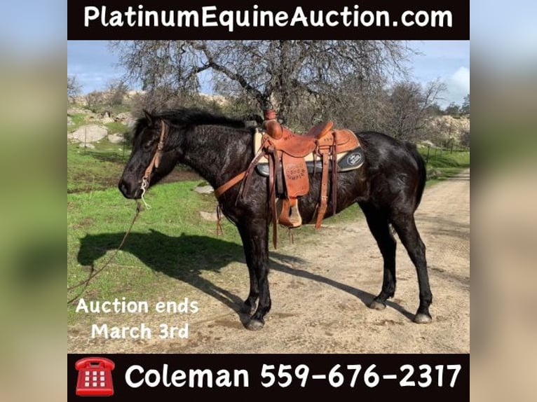 American Quarter Horse Castrone 6 Anni 150 cm Roano blu in Fresno CA