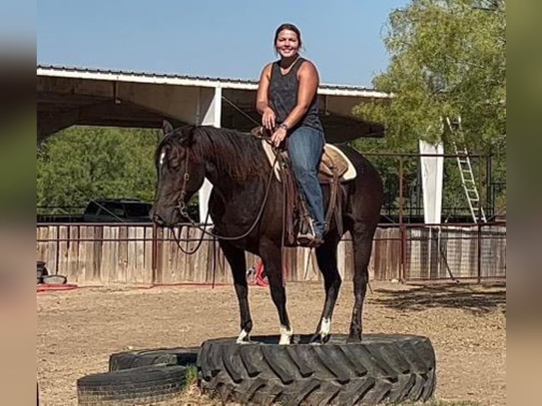 American Quarter Horse Castrone 6 Anni 150 cm Roano blu in Weatherford TX