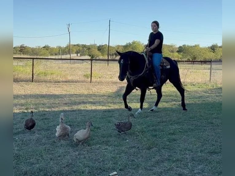 American Quarter Horse Castrone 6 Anni 150 cm Roano blu in Weatherford TX