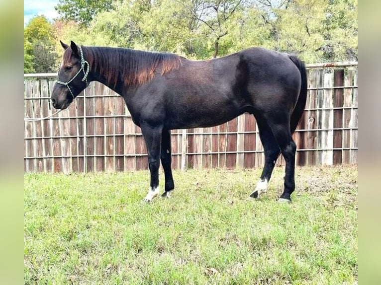 American Quarter Horse Castrone 6 Anni 150 cm Roano blu in Weatherford TX