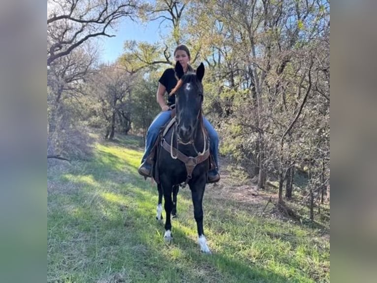 American Quarter Horse Castrone 6 Anni 150 cm Roano blu in Weatherford TX