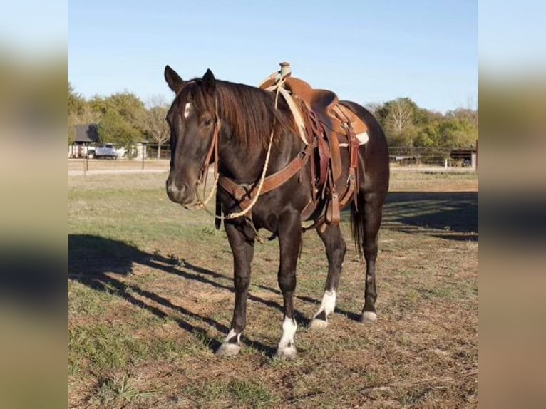 American Quarter Horse Castrone 6 Anni 150 cm Roano blu in Weatherford TX