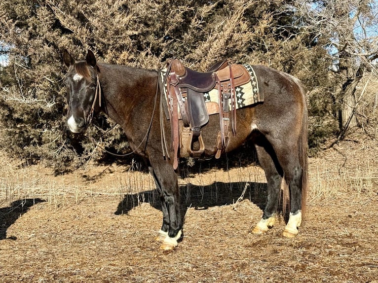 American Quarter Horse Castrone 6 Anni 150 cm Roano blu in Cannon Falls