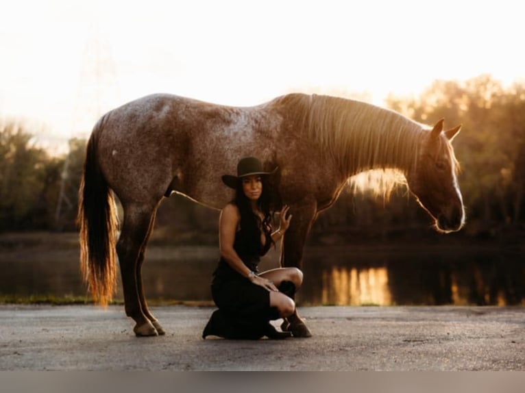 American Quarter Horse Castrone 6 Anni 150 cm Roano rosso in Lewistown, IL