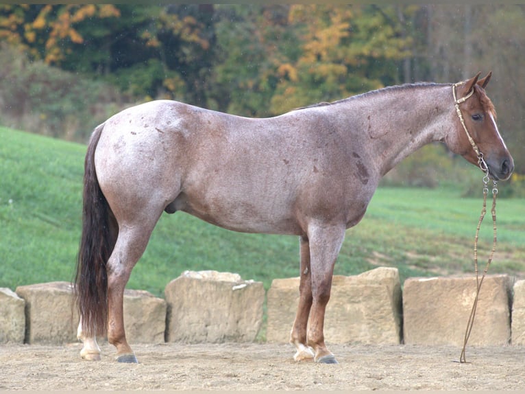 American Quarter Horse Castrone 6 Anni 150 cm Roano rosso in Millersburg