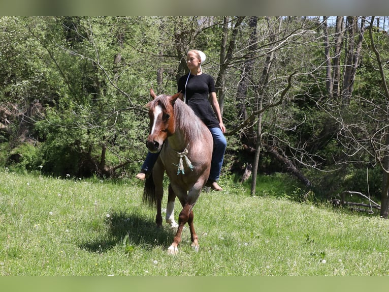 American Quarter Horse Castrone 6 Anni 150 cm Roano rosso in Millersburg