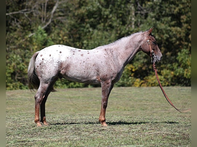 American Quarter Horse Castrone 6 Anni 150 cm Roano rosso in Brodhead KY