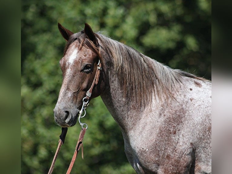 American Quarter Horse Castrone 6 Anni 150 cm Roano rosso in Brodhead KY