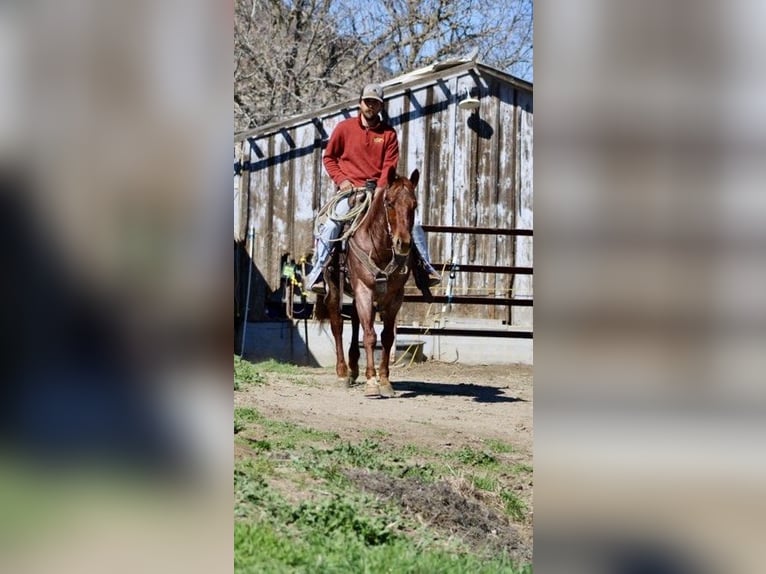 American Quarter Horse Castrone 6 Anni 150 cm Roano rosso in Paicines, CA