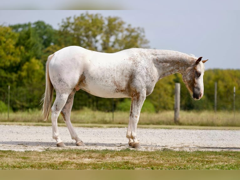 American Quarter Horse Castrone 6 Anni 150 cm Roano rosso in Sweet Springs MO