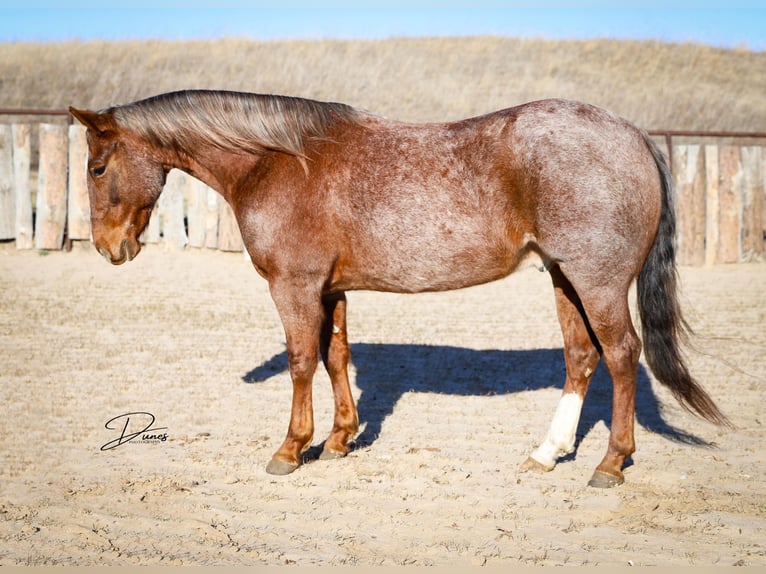 American Quarter Horse Castrone 6 Anni 150 cm Roano rosso in Bartlett, NE