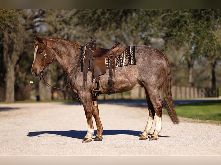 American Quarter Horse Castrone 6 Anni 150 cm Roano rosso in Lipan, TX