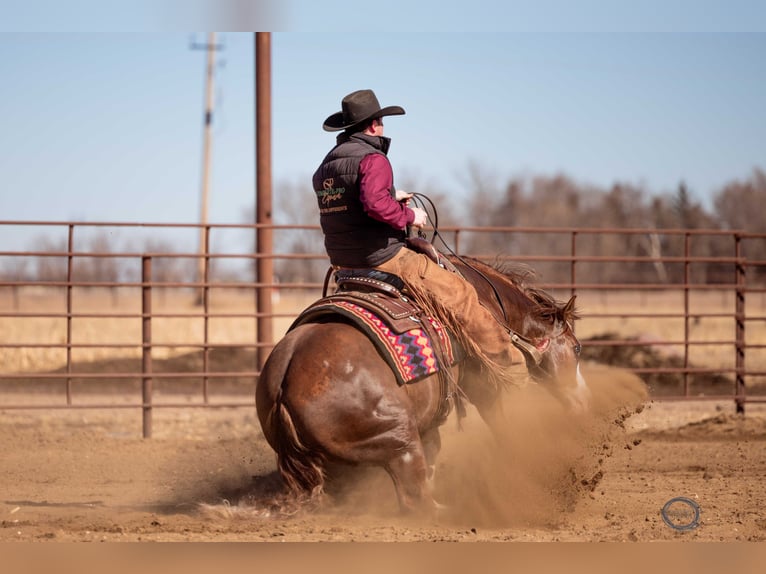 American Quarter Horse Mix Castrone 6 Anni 150 cm Sauro ciliegia in Canistota, SD
