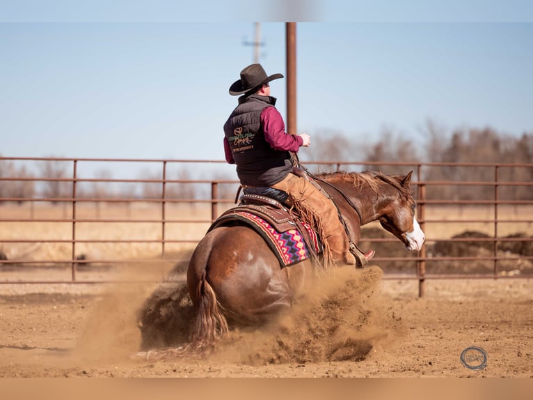 American Quarter Horse Mix Castrone 6 Anni 150 cm Sauro ciliegia in Canistota, SD