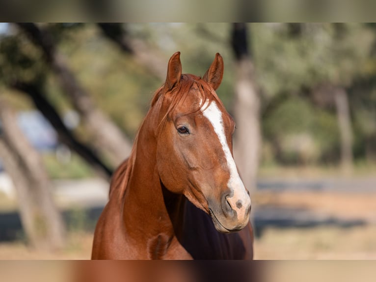 American Quarter Horse Castrone 6 Anni 150 cm Sauro ciliegia in Bridgeport, TX