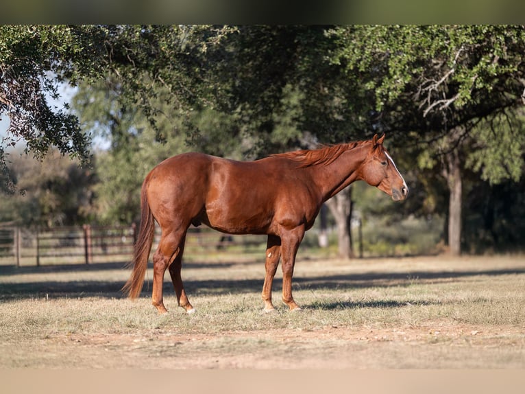 American Quarter Horse Castrone 6 Anni 150 cm Sauro ciliegia in Bridgeport, TX