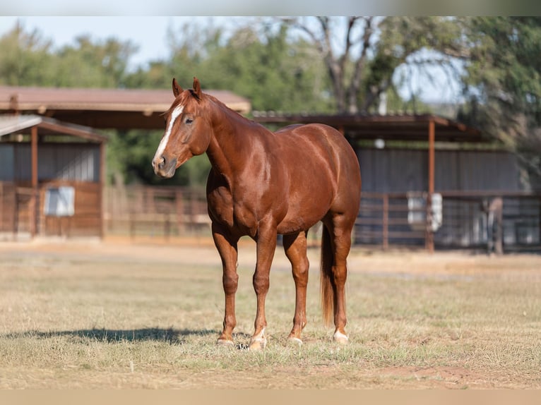 American Quarter Horse Castrone 6 Anni 150 cm Sauro ciliegia in Bridgeport, TX