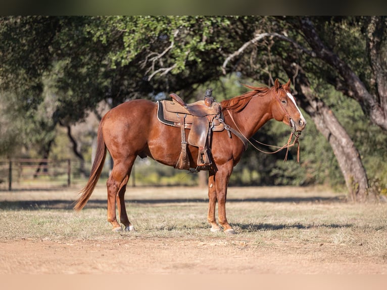 American Quarter Horse Castrone 6 Anni 150 cm Sauro ciliegia in Bridgeport, TX