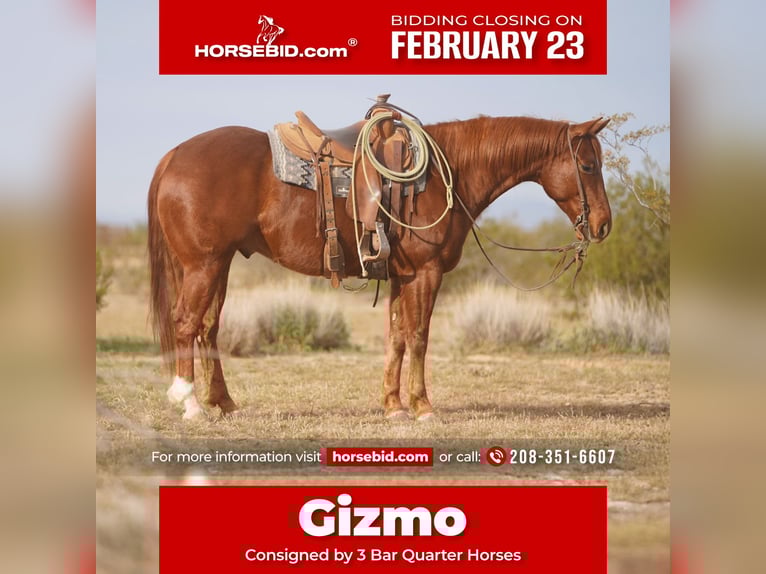 American Quarter Horse Castrone 6 Anni 150 cm Sauro ciliegia in Aguila