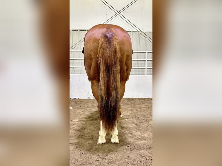 American Quarter Horse Castrone 6 Anni 150 cm Sauro ciliegia in Cannon Falls, MN