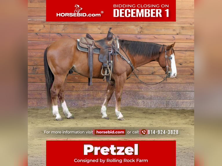 American Quarter Horse Castrone 6 Anni 150 cm Sauro ciliegia in Clarion