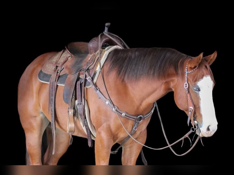 American Quarter Horse Castrone 6 Anni 150 cm Sauro ciliegia in Clarion