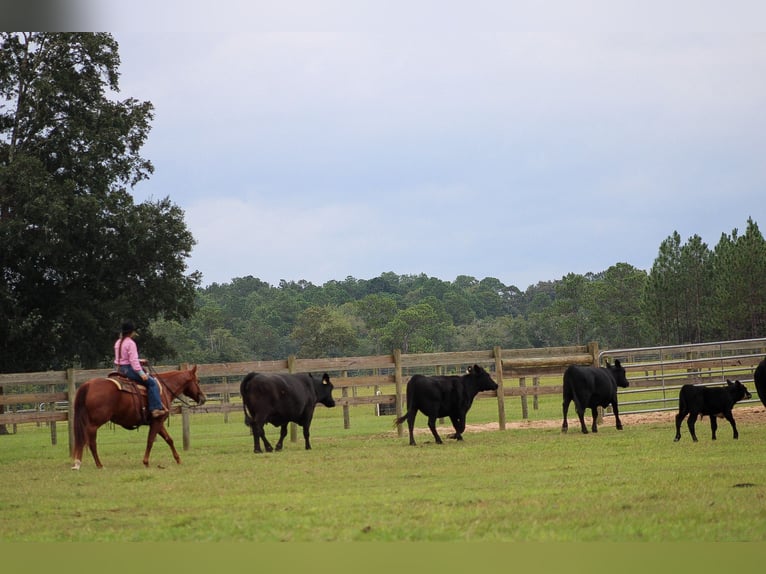 American Quarter Horse Castrone 6 Anni 150 cm Sauro ciliegia in Wilmer, AL