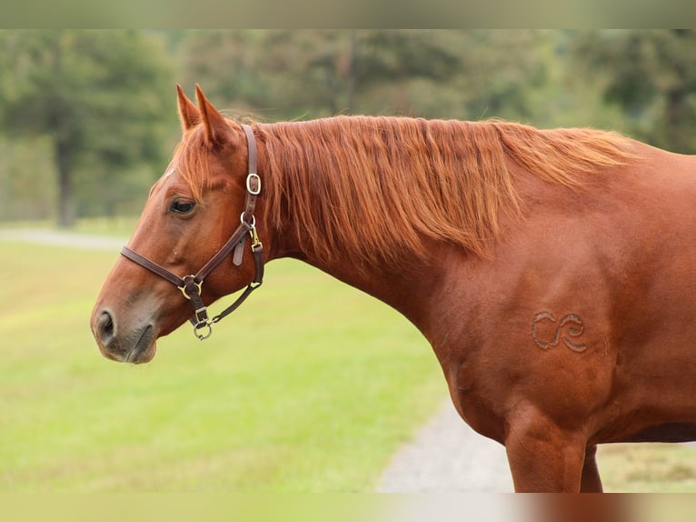 American Quarter Horse Castrone 6 Anni 150 cm Sauro ciliegia in Wilmer, AL