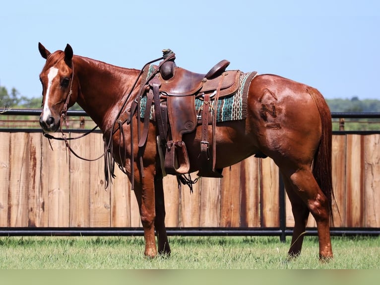 American Quarter Horse Castrone 6 Anni 150 cm Sauro ciliegia in Jacksboro, TX