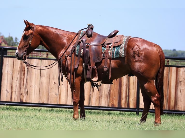 American Quarter Horse Castrone 6 Anni 150 cm Sauro ciliegia in Jacksboro, TX