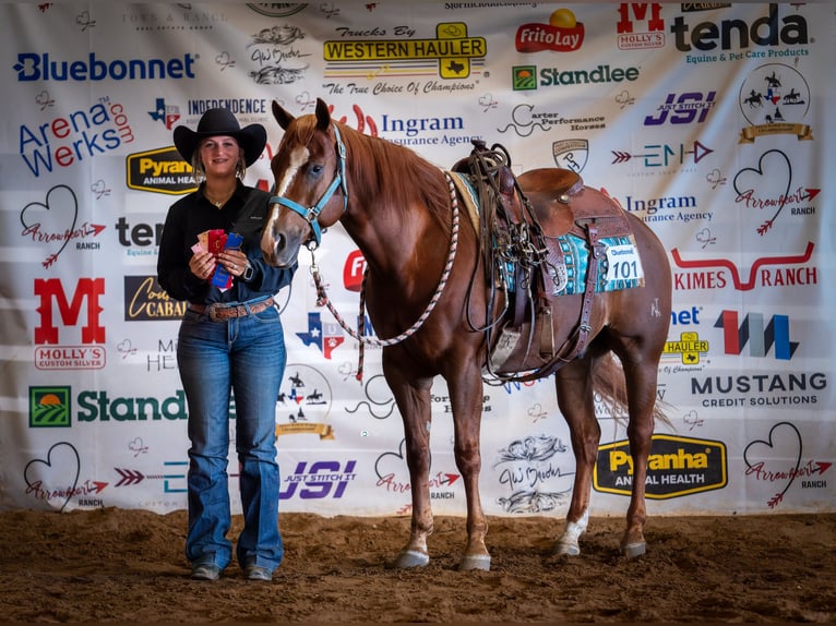 American Quarter Horse Castrone 6 Anni 150 cm Sauro ciliegia in Gainesville