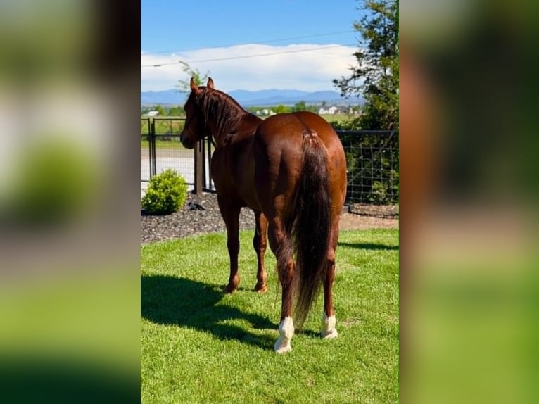 American Quarter Horse Castrone 6 Anni 150 cm Sauro ciliegia in Anderson
