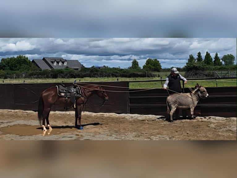 American Quarter Horse Castrone 6 Anni 150 cm Sauro ciliegia in Anderson