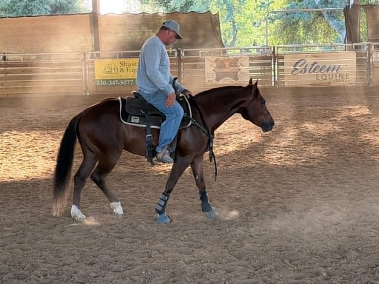 American Quarter Horse Castrone 6 Anni 150 cm Sauro ciliegia in Anderson