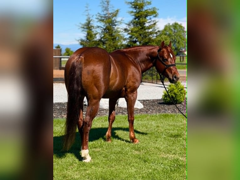 American Quarter Horse Castrone 6 Anni 150 cm Sauro ciliegia in Anderson