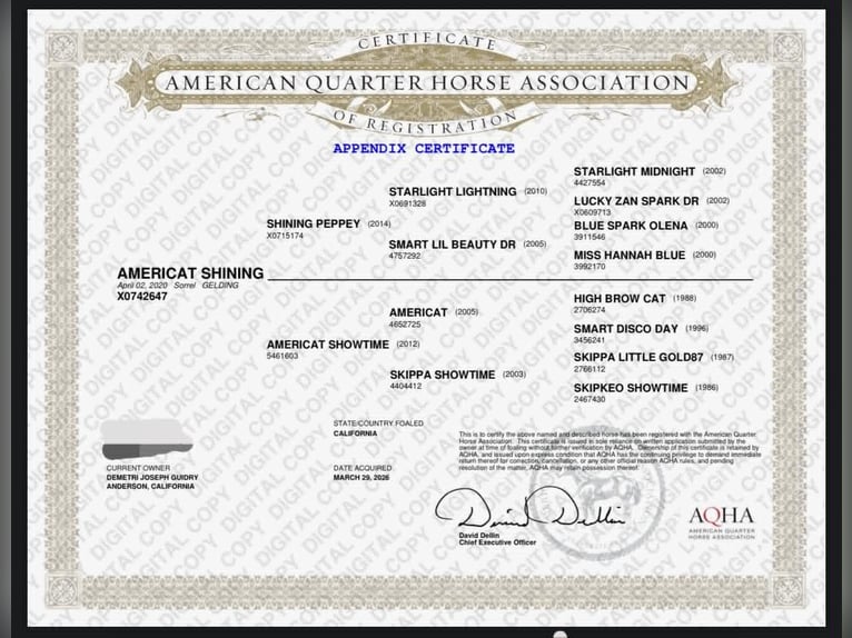 American Quarter Horse Castrone 6 Anni 150 cm Sauro ciliegia in Anderson